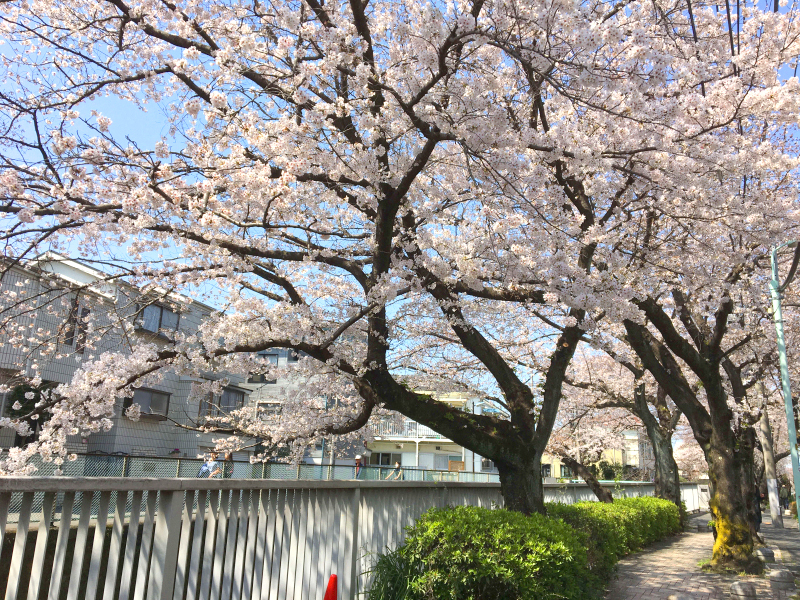 久我山Y's gift ワイズギフト ブログ 桜の写真