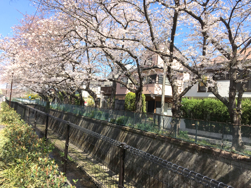 久我山Y's gift ワイズギフト ブログ 桜の写真